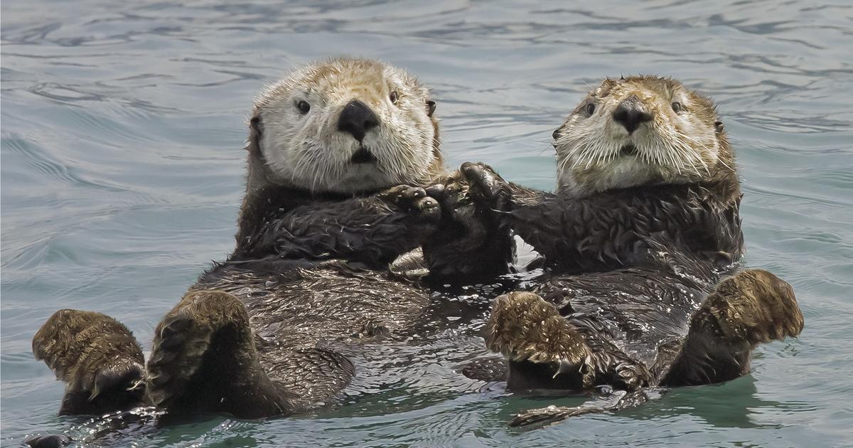 All About Otters
